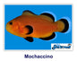 Mochaccino Clownfish