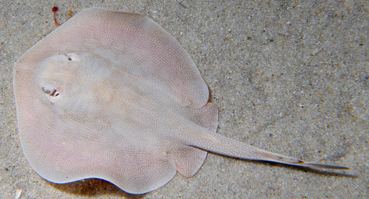 Stingray- California