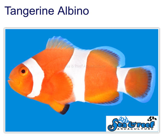 Tangerine albino ocellaris clownfish
