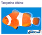 Tangerine albino ocellaris clownfish