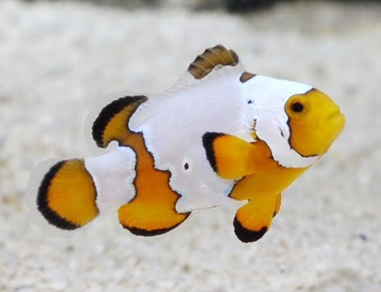 Snowflake Clownfish