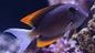 Flame Fin ( Tomini ) Tang