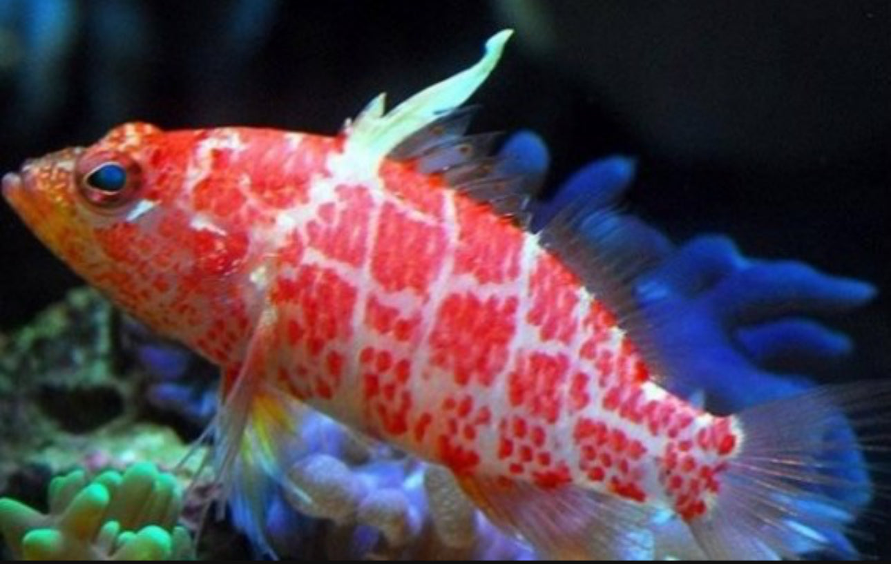 Geometric Pygmy Hawk