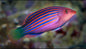 Six Line Wrasse