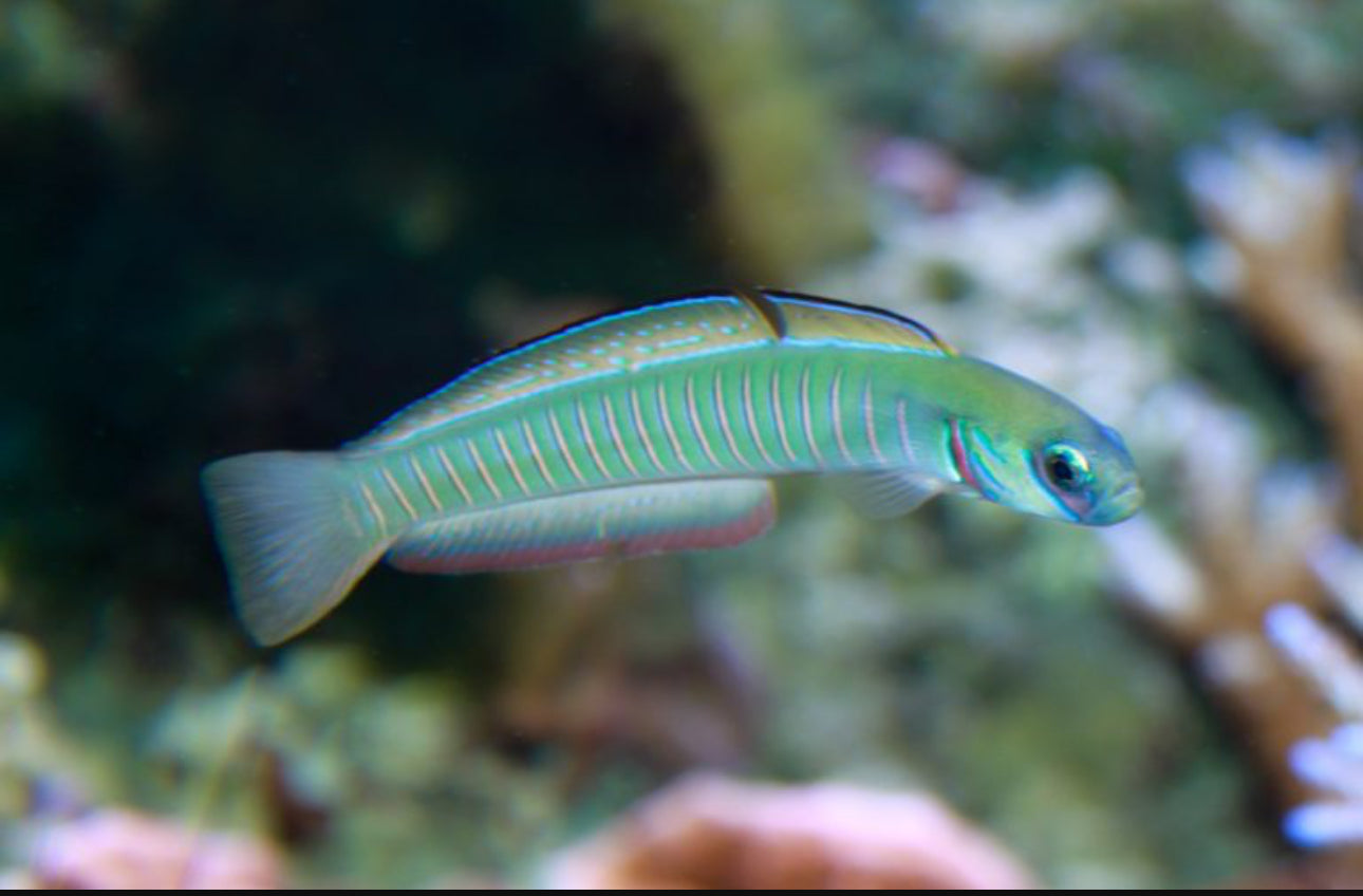 Bar Goby