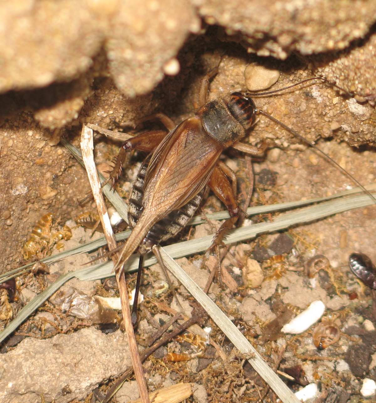 Crickets Grab 'n' Go - 24ct Small (representative photo)