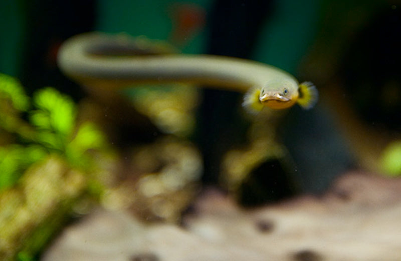 Rope Eel (representative photo)