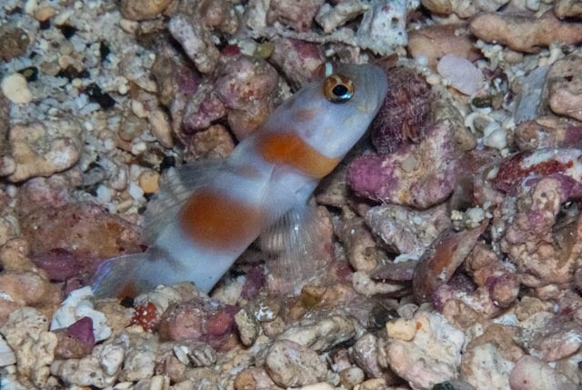 Flagtail Shrimp Goby