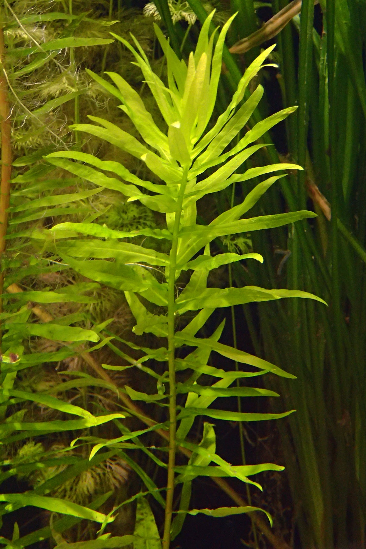 Ammannia Gracilis (Bunch) (representative photo)