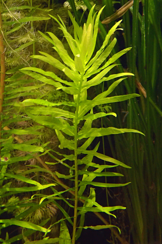 Ammannia Gracilis (Bunch) (representative photo)