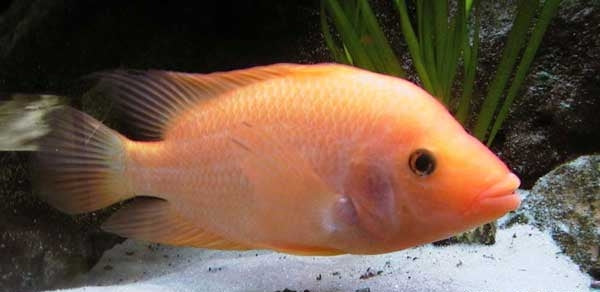 Red Devil Cichlid (representative photo)