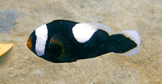 Black Saddleback Clownfish