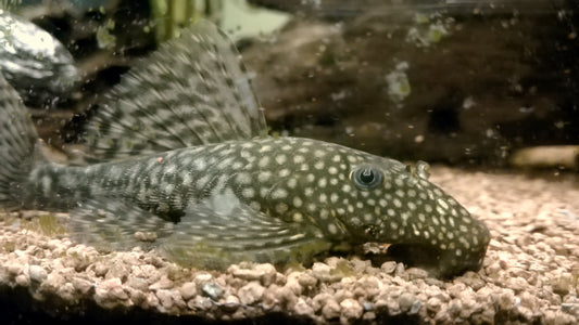 Bristlenose Pleco (representative photo)
