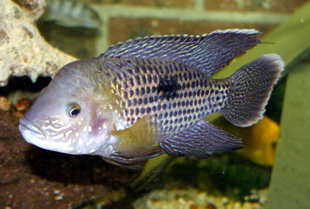 Terror Green Cichlid (representative photo)