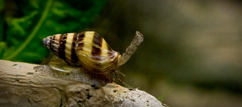 Assassin Snail (representative photo)