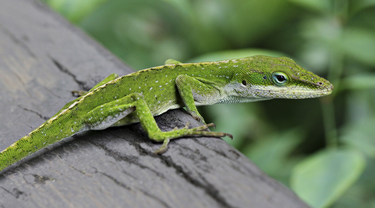 Green Anole (representative photo)