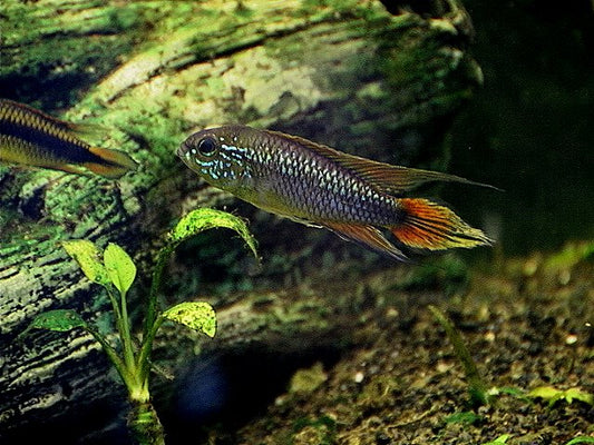 Agassizii Apistogramma (representative photo)