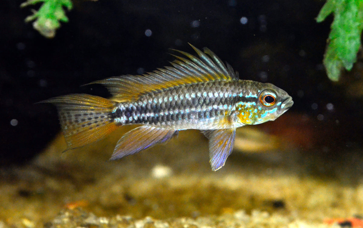 Bitaeniata Apistogramma (representative photo)