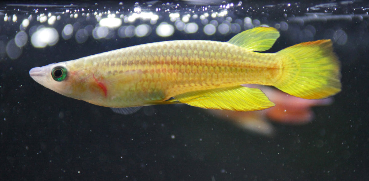 Panchax Golden Killifish (representative photo)