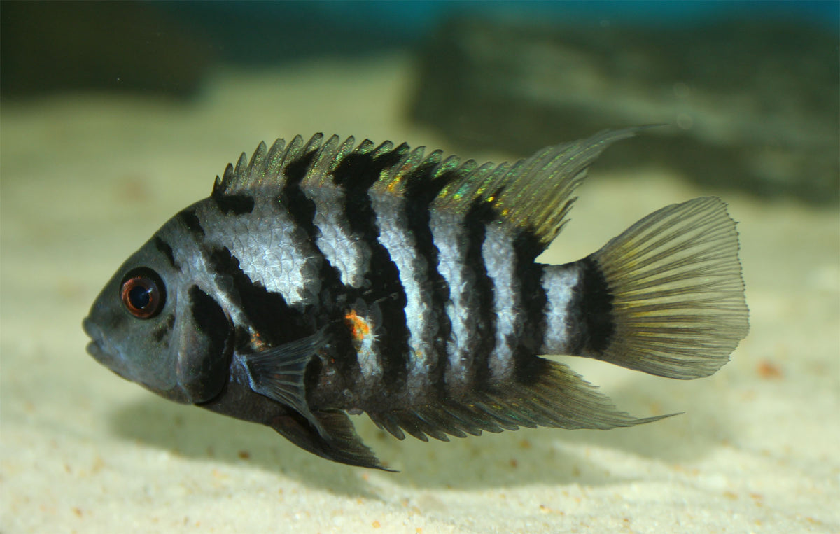 Convict Black Cichlid (representative photo)