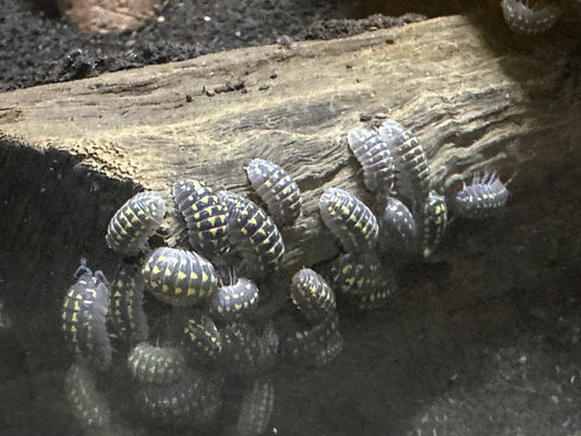 BeneBio Isopods Yellow Spotted - Armadillidium gestroi - 10 Count (representative photo)