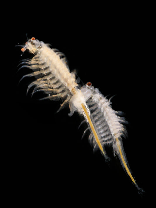 Brine Shrimp Live 2oz Portion (representative photo)