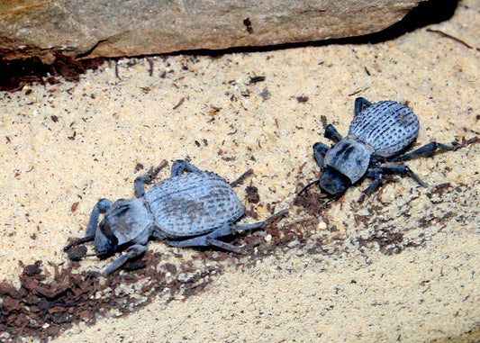 Blue Death Feigning Beetle (representative photo)