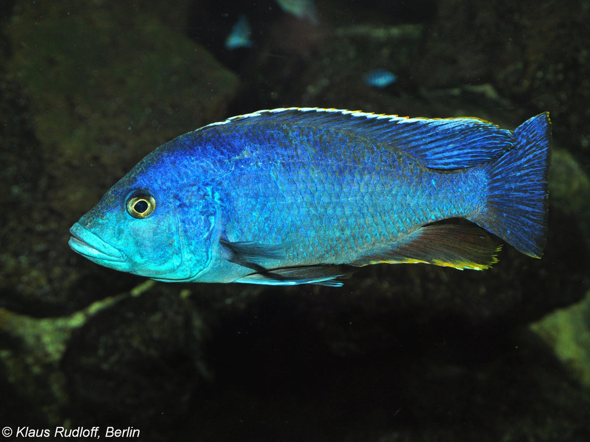 Peacock Blue African Cichlid (representative photo)