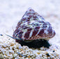 Trochus snail