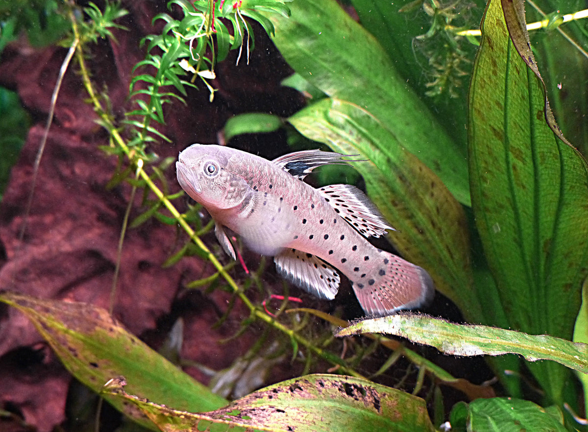 Knight Goby (representative photo)