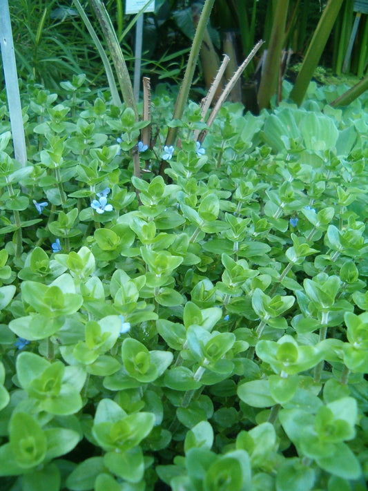 Bacopa (Bunch) (representative photo)