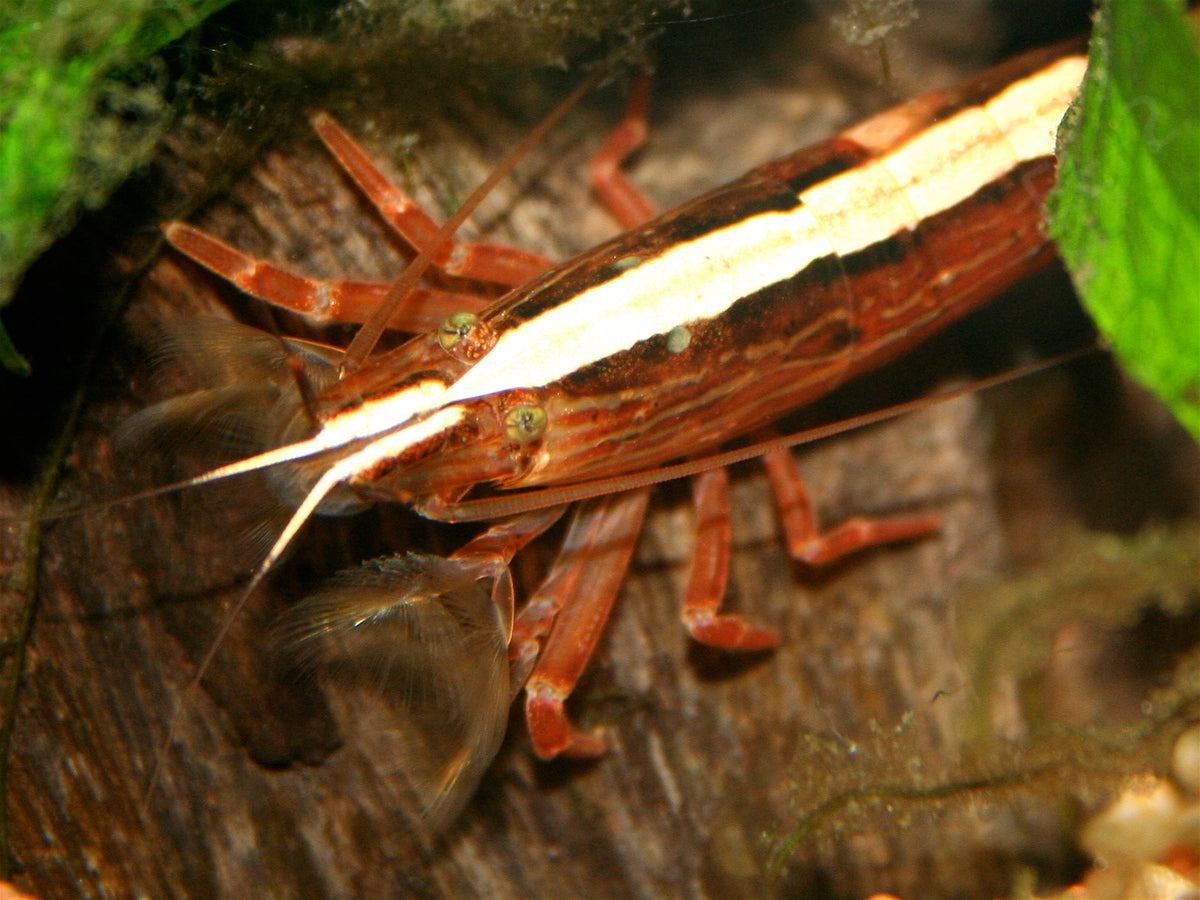 Flower Shrimp (representative photo)