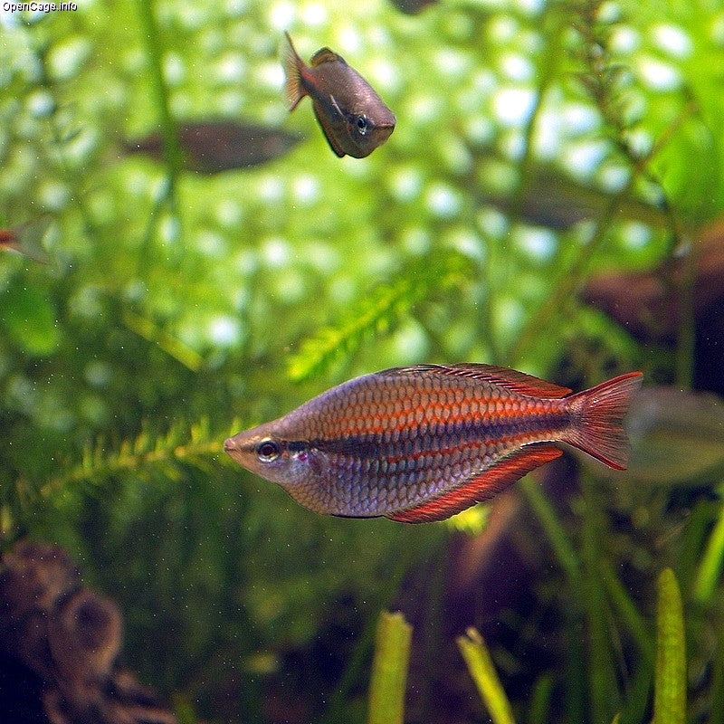 Goyder River Rainbowfish (representative photo)