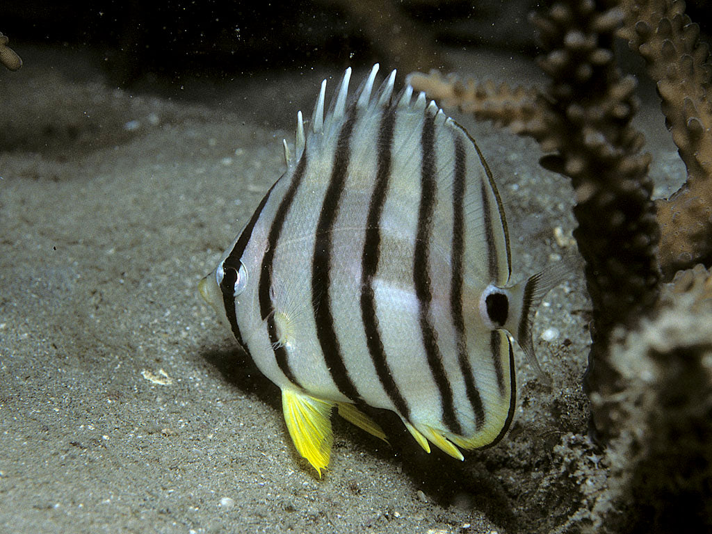 Eight Stripe Butterflyfish