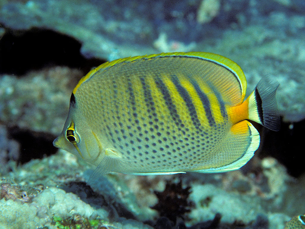 Punctato Butterflyfish