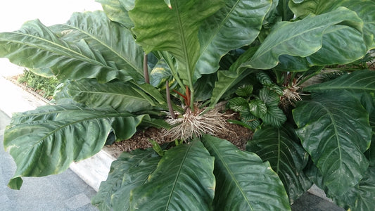 Anthurium Plowmanii 2" (Potted) (representative photo)