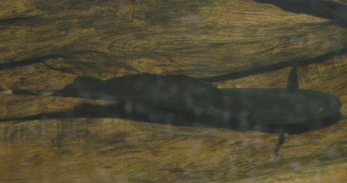 Ghost Black Knifefish (representative photo)