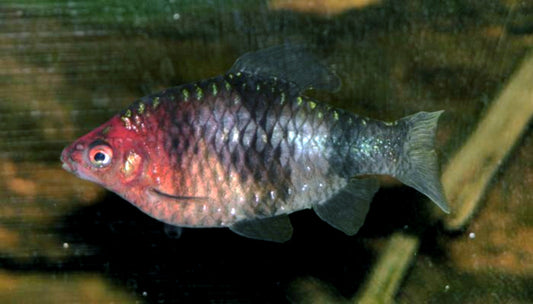 Black Ruby Barb (representative photo)