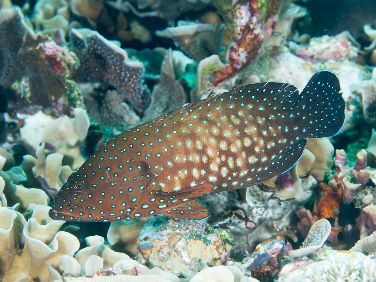 Blue Dot Grouper