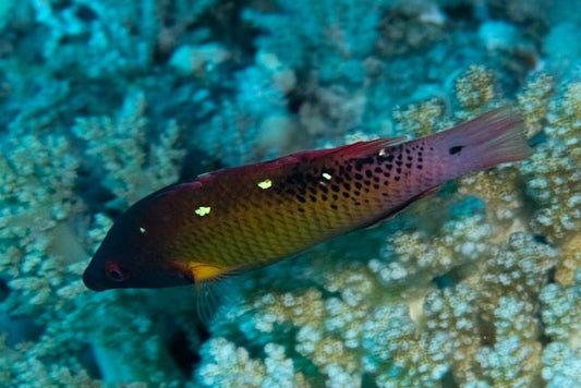 Diana's Hogfish - Adult