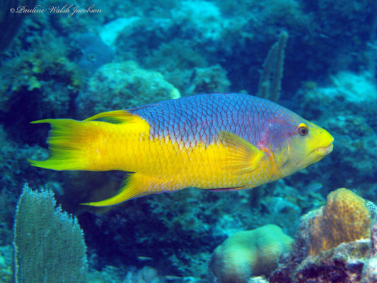 Spanish Hogfish
