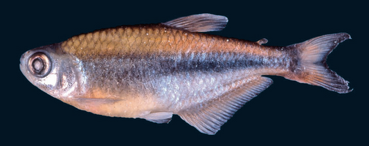 Blue Tetra (representative photo)