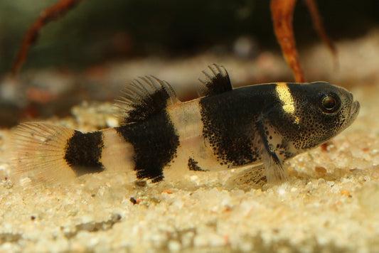 Bumble Bee Goby (representative photo)