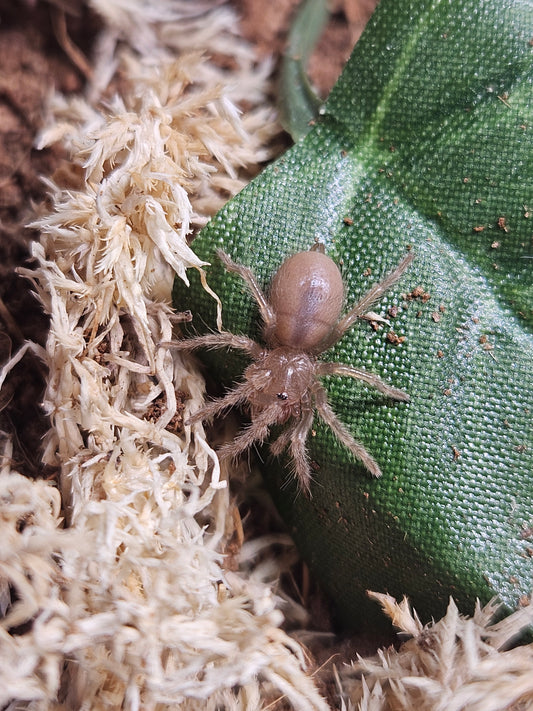 Mexican Redknee Tarantula - Brachypelma hamorii - 0.25" (representative photo)