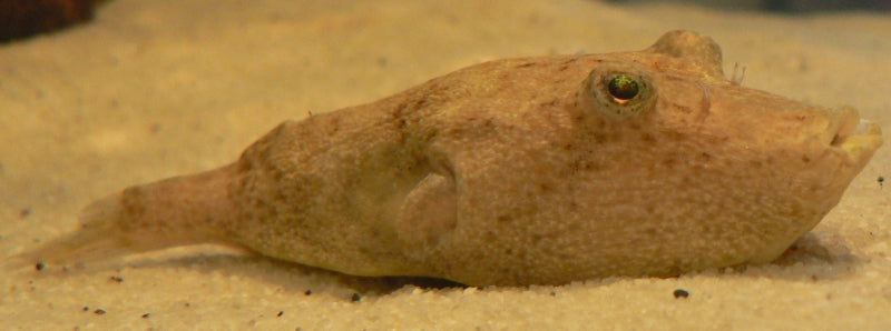 Miurus Puffer (representative photo)