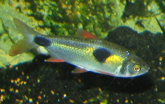 Exodon Paradoxus (representative photo)