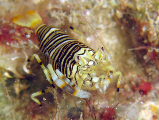 Bumble Bee Shrimp