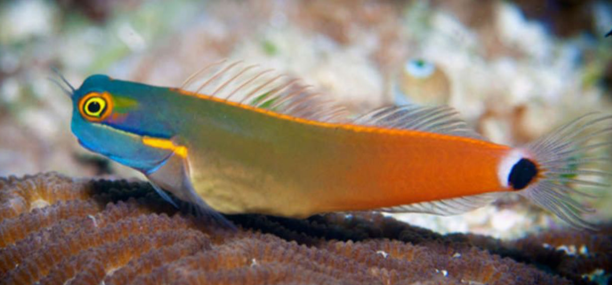 Tailspot Blenny