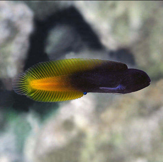 Flametail Blenny