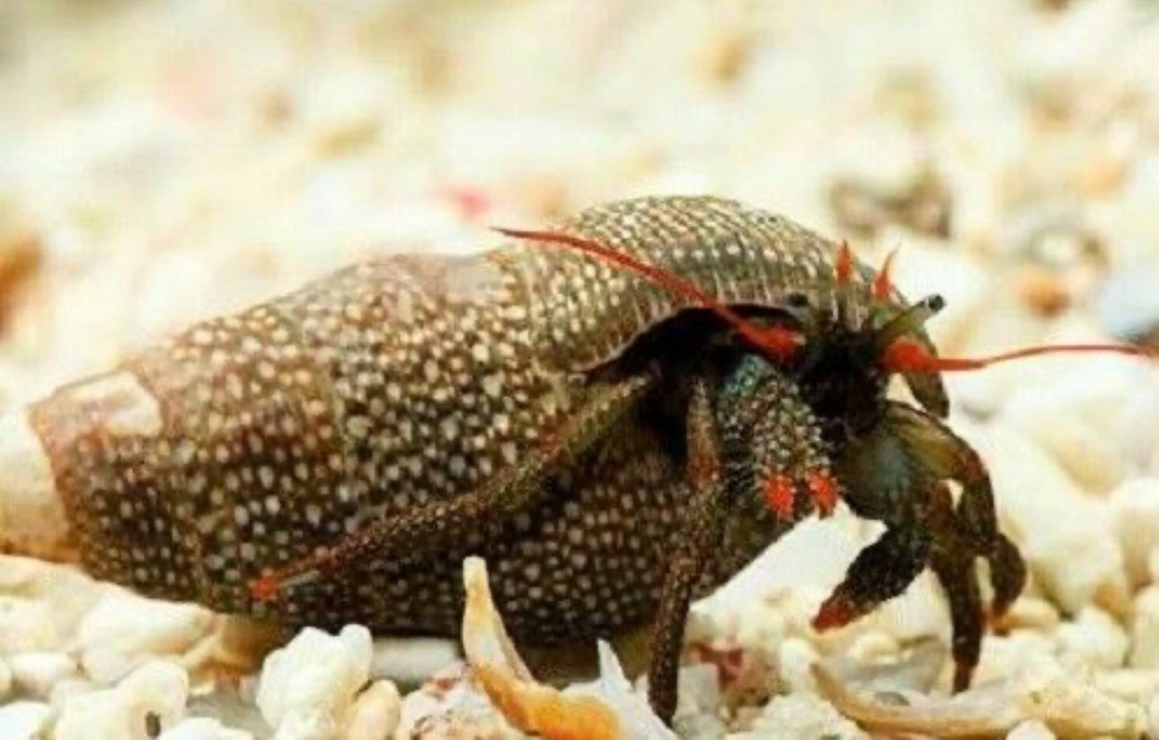 Red Leg Hermit Crab